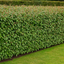 Elaeagnus Crispy