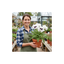 6 Papaver Orientale Royal Wedding Plants, Hardy White Oriental Poppy Perennial, 1 Litre Root Ball