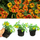 Calibrachoa Cabaret Diva Orange Plants (Set of 3)