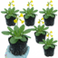 Set of 3 or 6 Primula veris Pure Yellow Hardy Perennial Plants, Spring Flowering, Outdoor Garden Ready, Root-Ball