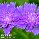 1 Large, Outdoor Garden Ready Plant - Stokesia Mel's Blue, Peat Free 3L Pot