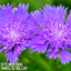 1 Large, Outdoor Garden Ready Plant - Stokesia Mel's Blue, Peat Free 3L Pot