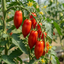 Set of 3 or 6 Grafted Cornabel Tomato Plants, Premium Live Plants, Outdoor & Greenhouse Ready, 1L Root Ball