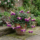 3 Trailing Fuchsia Hanging Basket Plants, Purple and Pink, Summer Bedding, 10.5cm Pots
