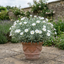 Convolvulus Cneorum Silver Bush Plants