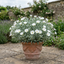 1 Convolvulus Cneorum Silver Bush Plant, Hardy Evergreen White Flowering Shrub, 2L Root-Ball