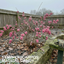 1 Large Plant - Symphoricarpos Magical Candy, Outdoor Garden Ready, 3L Pot