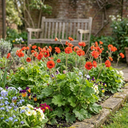 Geum Mrs Bradshaw Plants (Set of 3 or 6)