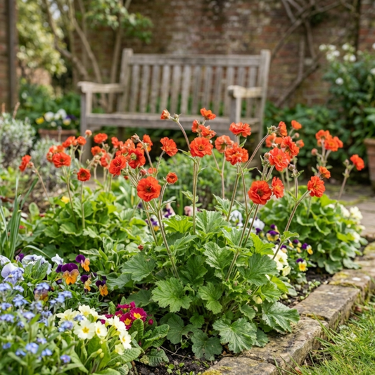 Geum 'Mrs Bradshaw' (Avens) – Hardy Perennial (Set of 3 or 6)