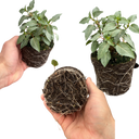 Set of 3 or 6 Large, Outdoor Garden Ready Plants - Fuchsia Bella Hilda (Pink & White)