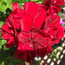 Geranium Sunflair Ruben Plants (Set of 3 or 6)