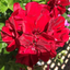 Set of 3 or 6 Large Plants - Geranium Sunflair Ruben, Ready to Plant in Your Garden