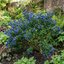 1 Ceanothus Yankee Point California Lilac Plant, Blue Flowering Evergreen Shrub, 3L Root-Ball
