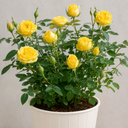 3Ltr Patio Rose Bush, Nursery Pots, Garden Ready