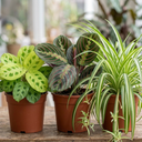 3 Pet Friendly Indoor Plant Collection Plant (1L Pot)