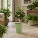 5Ltr Meyer Lemon Citrus Tree, Nursery Pots, Fruiting
