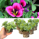 Calibrachoa Bumble Hot Pink Plants (Set of 3 or 6)