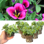 Set of 3 or 6 Large Plants - Calibrachoa Bumble Hot Pink, Outdoor Garden Ready