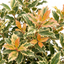 1 Osmanthus Goshiki Variegated Evergreen Shrub, Hardy Outdoor Garden Ready, 19cm Root-Ball