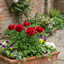 Set of 3 or 6 Ranunculus Vortex Red Persian Buttercup Plants, Spring & Autumn Flowering, Outdoor Garden Ready, 1 Litre Root-Ball