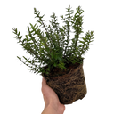 1 Large, Garden Ready Plant - Hebe Champagne (Shrubby Veronica), 17cm / 2L Pot