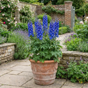 Delphinium Pixie Neptune Rocket Plant (3L Pot)