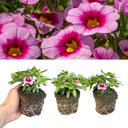 Calibrachoa Cabaret Early Light Pink Eye Plants (Set of 3 or 6)