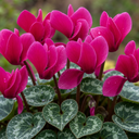 Dianthus Oscar Plants (Set of 3 or 6)