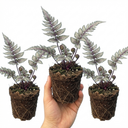 Japanese Painted Fern Athyrium Pewter Lace Plants (Set of 3 or 6)