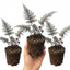 Set of 3 or 6 Japanese Painted Fern Athyrium Pewter Lace Plants, Hardy Shade Perennial, 1 Litre Root Ball