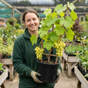Grape Vitis Victoria White Plant (3L Pot)