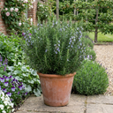 Rosemary Herb Plants (Set of 3 or 6)
