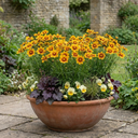Coreopsis Uptick Gold Bronze Plants (Set of 3 or 6)