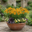 Set of 3 or 6 Coreopsis Uptick Gold Bronze Hardy Perennial Plants, Bee Friendly Summer Flowering, 1 Litre Root Ball