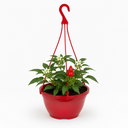 Chilli Pepper Plants, Peppers from Heaven Red, 25cm Pots
