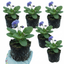 Set of 3 or 6 Primrose Chameleon Blue Hardy Perennial Plants, Colour Changing Spring Flowers, Outdoor Garden Ready, 1 Litre Root-Ball