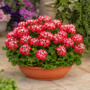 Geranium Summer Twist Red White Plant