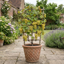 Grape Vitis Victoria White Plant (3L Pot)