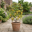 1 Large Plant - Grape Vitis Victoria White, Outdoor Garden Ready, 3L Pot