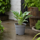 3Ltr Hosta Tears from Heaven, Shade Perennial, Nursery Pots
