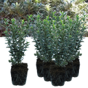 Euonymus Microphyllus Albovariegatus Plants (Set of 3 or 6)