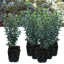Set of 3 or 6 Large Plants - Euonymus Microphyllus Albovariegatus, Peat-Free & Garden-Ready