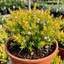 1 Diosma Sunset Gold Plant, Hardy Evergreen Flowering Shrub, Outdoor Garden Ready, 3L 17cm Root Ball