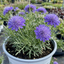 1 Scabious Butterfly Blue Hardy Perennial Plant, Bee Friendly Pincushion Flower, 2L Root Ball