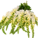 Foxglove White Plants (Set of 3 or 6)