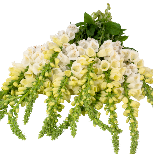 Digitalis purpurea (White Foxglove) – Hardy Perennial (Set of 3 or 6)