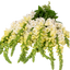Set of 3 or 6 Large Plants - Foxglove White, Ready to Plant in Your Garden, 1L Rootballs