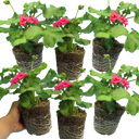 Geranium Calliope Rose Splash Plants (Set of 3 or 6)