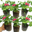 Set of 3 or 6 Large Plants - Geranium Calliope Rose Splash, Ready to Plant in Your Garden