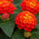 Lantana Bandolista Chilli Plant (2L Pot)